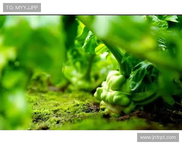 涪陵半马焕新开跑,乌江榨菜香伴征程 涪陵半马焕新开跑,乌江榨菜香伴征程